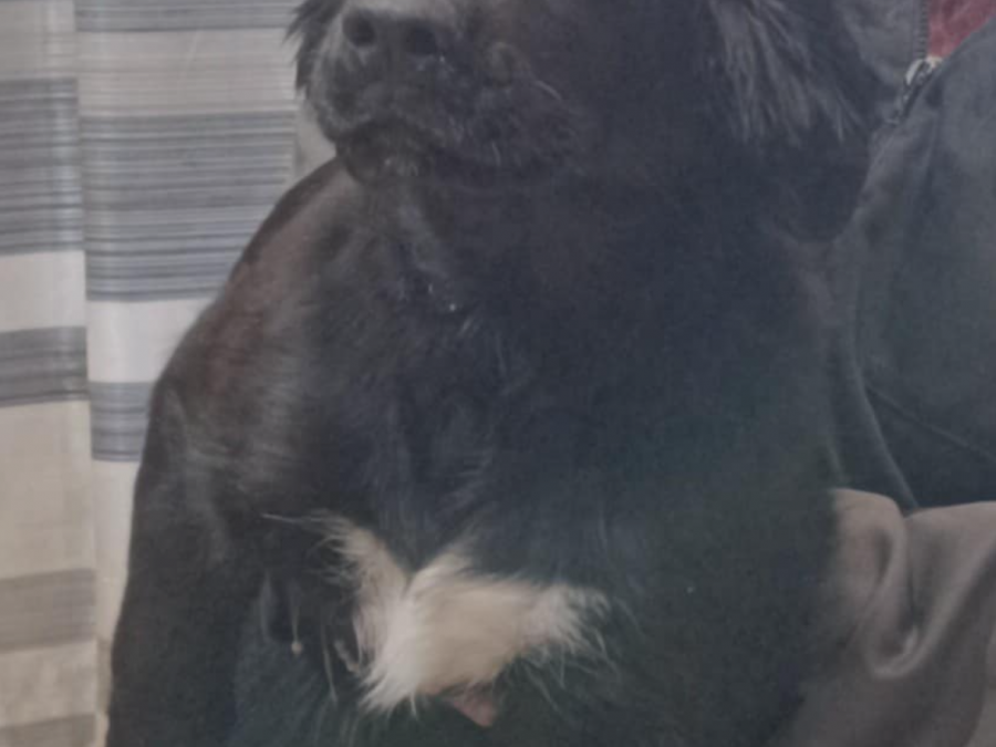 Border Collie Puppies - need gone asap 6