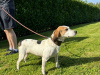 IKC kerrybeagle for sale 1