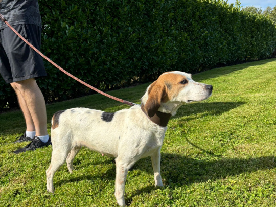 IKC kerrybeagle for sale