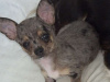 Teacup Merel Chihuahuas 1