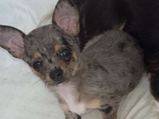 Teacup Merel Chihuahuas