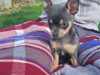 Beautiful teacup chihuahua puppies 4