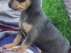 Beautiful teacup chihuahua puppies 1