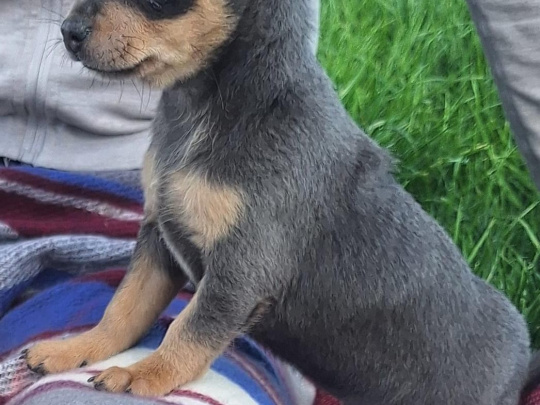 Beautiful teacup chihuahua puppies