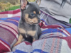 Beautiful teacup chihuahua puppies 2