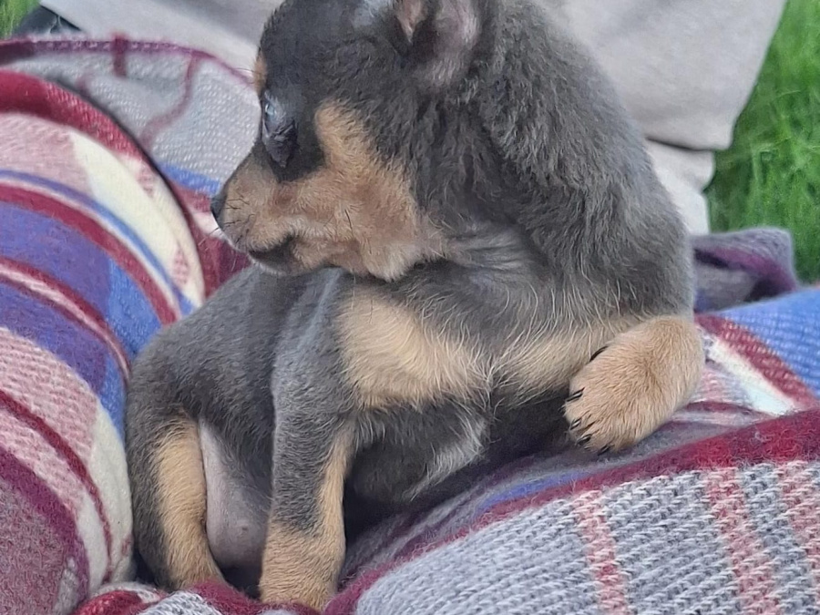 Beautiful teacup chihuahua puppies 3