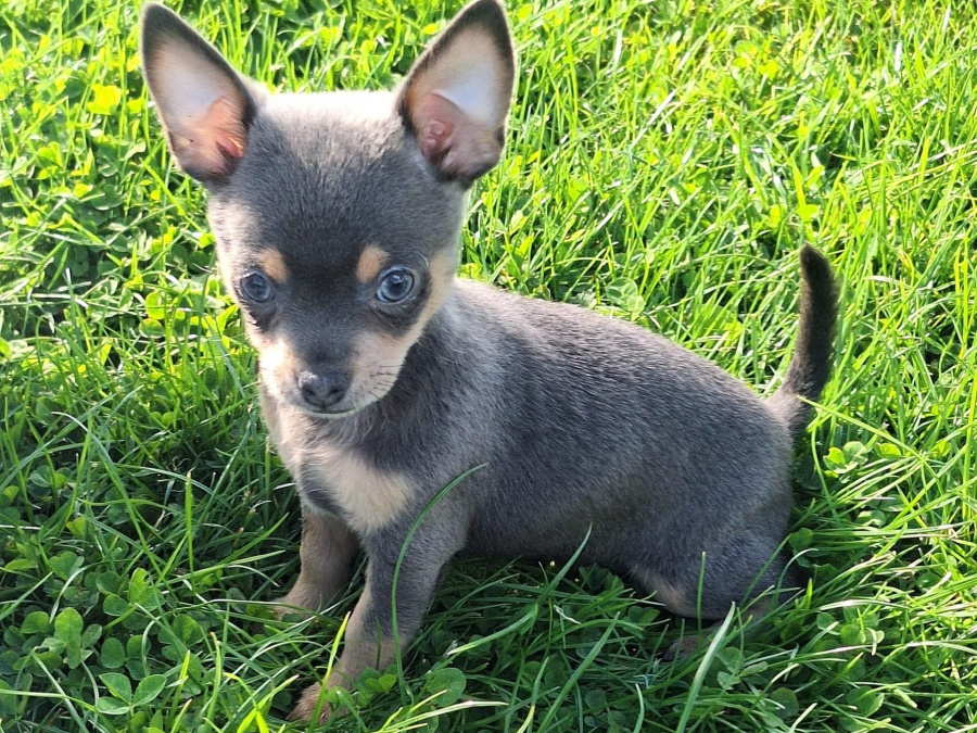 Beautiful teacup chihuahua puppies 5