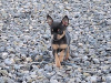 Beautiful teacup chihuahua puppies 6