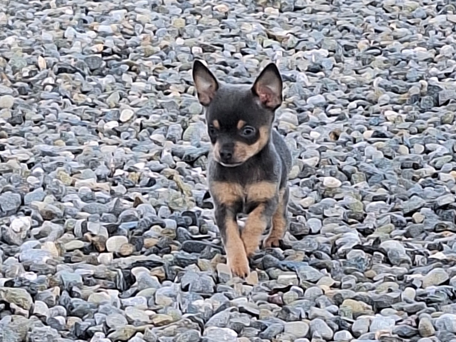 Beautiful teacup chihuahua puppies 6