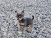 Beautiful teacup chihuahua puppies 7