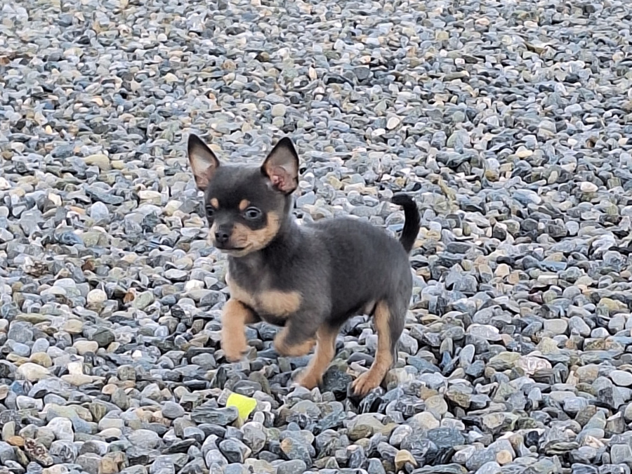 Beautiful teacup chihuahua puppies 7