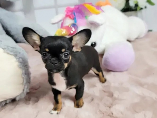 ⭐🧡⭐TINY T cup chihuahua ⭐🧡⭐