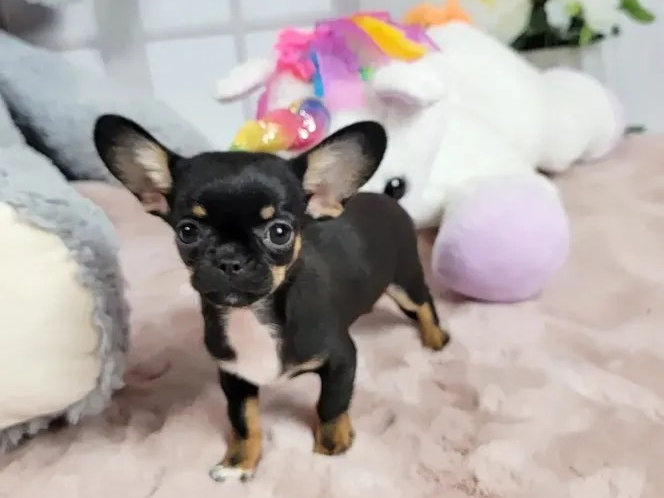 ⭐🧡⭐TINY T cup chihuahua ⭐🧡⭐ 1