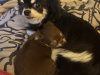 Chihuahua puppy for sale 2