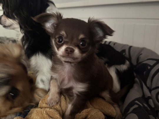 Chihuahua puppy for sale