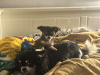 Chihuahua puppy for sale 3