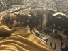 Chihuahua puppy for sale 4