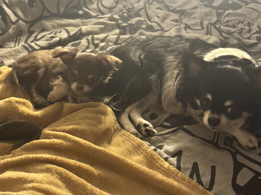 Chihuahua puppy for sale 4