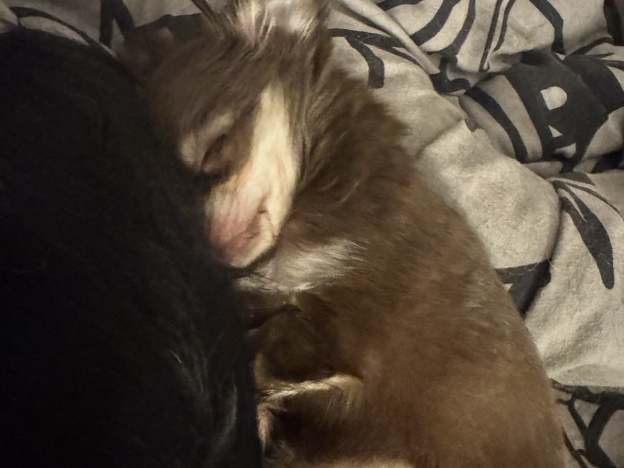 Chihuahua puppy for sale 5