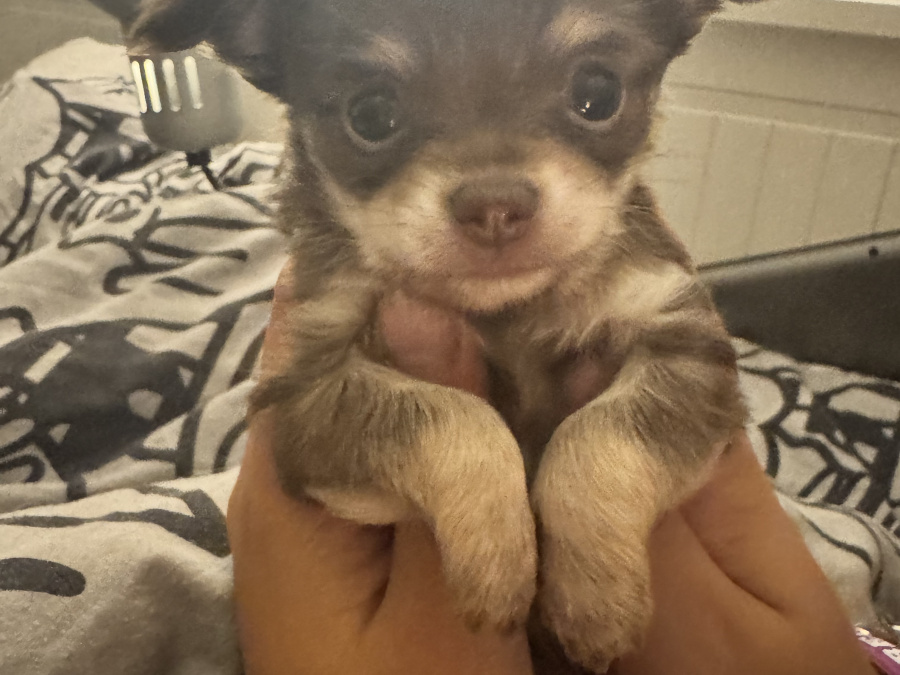 Chihuahua puppy for sale 7