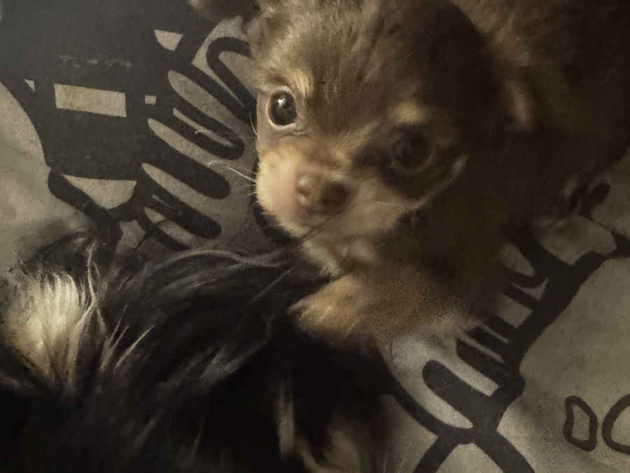 Chihuahua puppy for sale 6