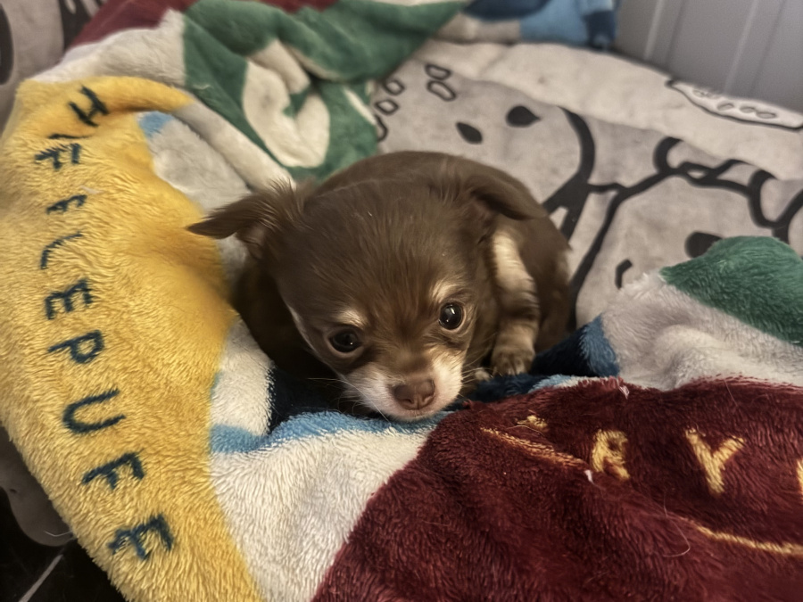 Chihuahua puppy for sale 8
