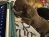 Chihuahua puppy for sale 9