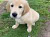 Beautiful Labrador/Retriever cross puppies 1