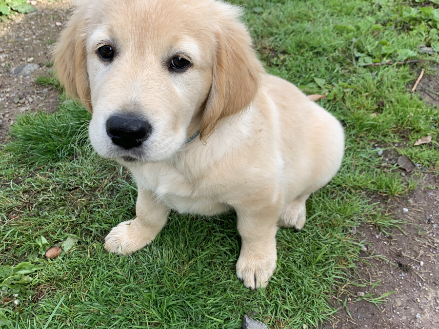 Beautiful Labrador/Retriever cross puppies 1