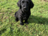 Beautiful Labrador/Retriever cross puppies 2