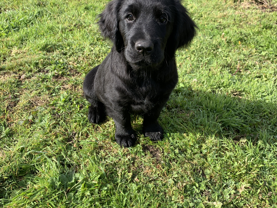 Beautiful Labrador/Retriever cross puppies 2