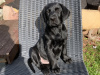Beautiful Labrador/Retriever cross puppies 3