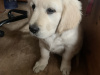 Beautiful Labrador/Retriever cross puppies 4