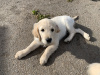 Beautiful Labrador/Retriever cross puppies 5