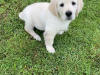 Beautiful Labrador/Retriever cross puppies 6