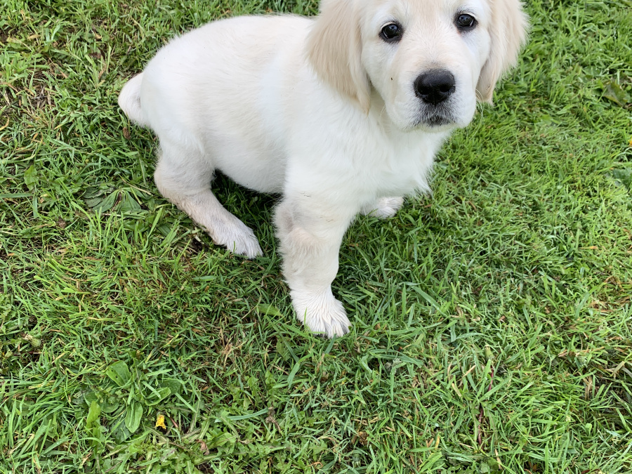 Beautiful Labrador/Retriever cross puppies 6
