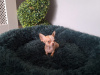 Micro mini chihuahua puppies 1