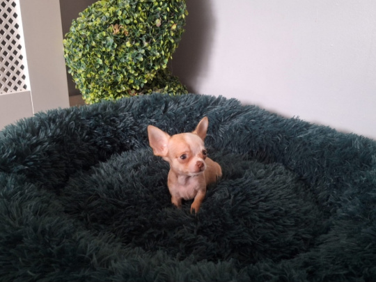 Micro mini chihuahua puppies