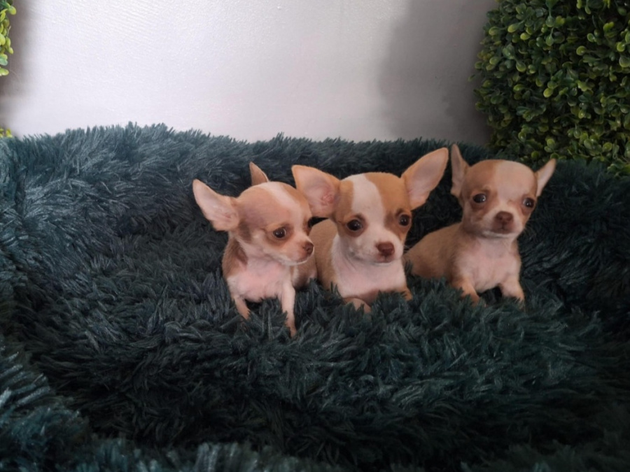 Micro mini chihuahua puppies 4