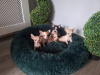 Micro mini chihuahua puppies 5