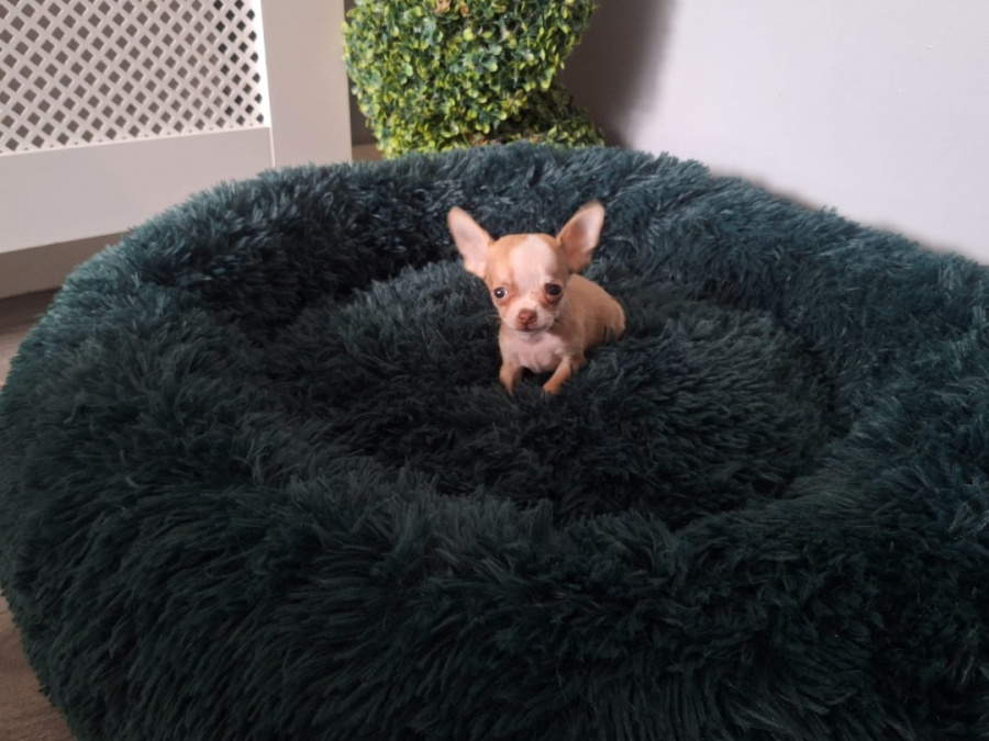 Micro mini chihuahua puppies 2