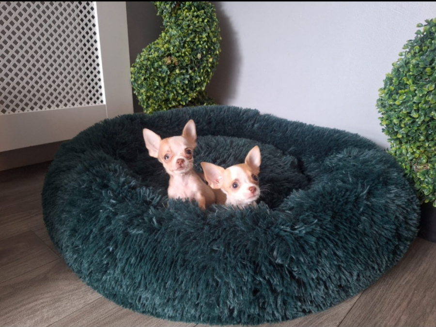 Micro mini chihuahua puppies 3