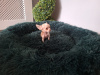Micro mini chihuahua puppies 6