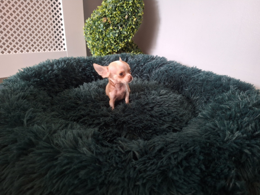 Micro mini chihuahua puppies 6