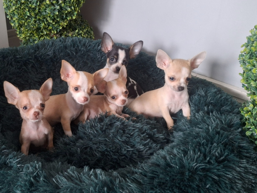 Micro mini chihuahua puppies 9