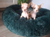 Micro mini chihuahua puppies 8