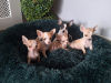 Micro mini chihuahua puppies 7