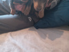 Miniature kaninchen dachshund puppies for sale 1