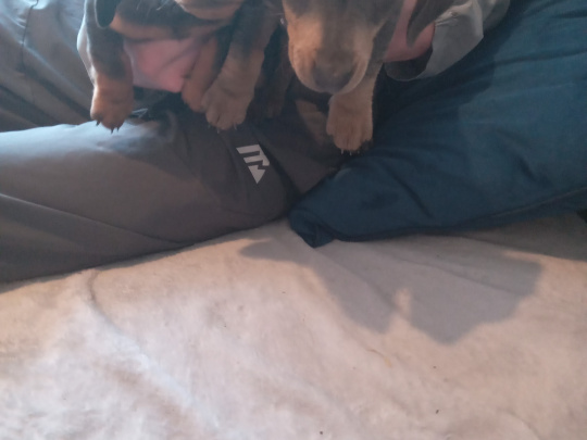 Miniature kaninchen dachshund puppies for sale