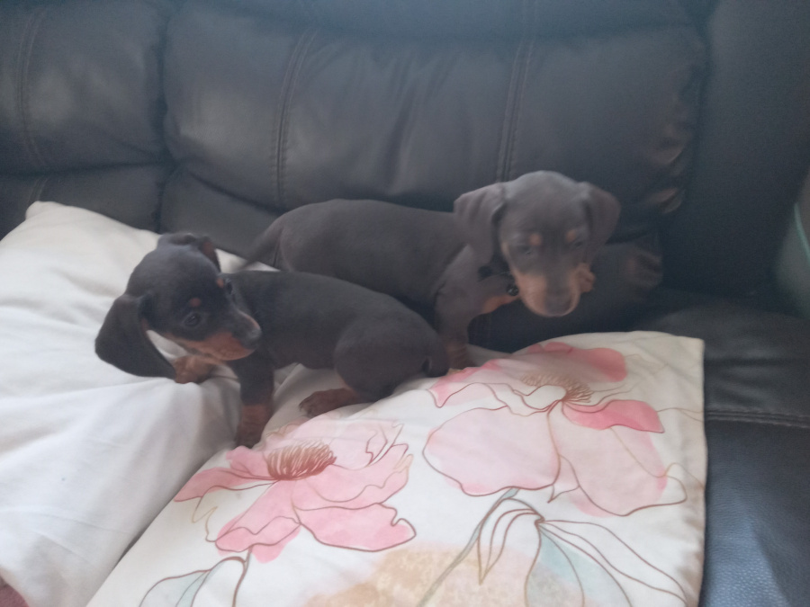 Miniature kaninchen dachshund puppies for sale 4